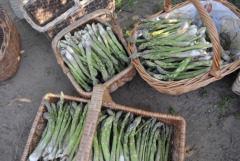 asparagus-in-baskets