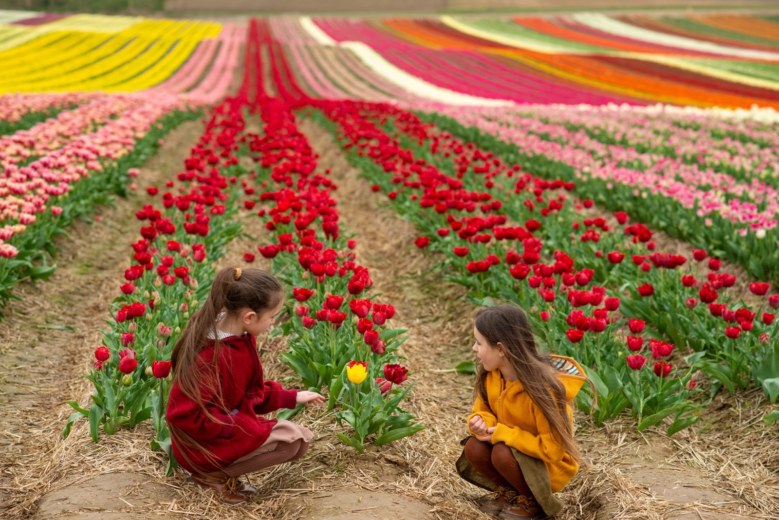 children-in-tulip-field