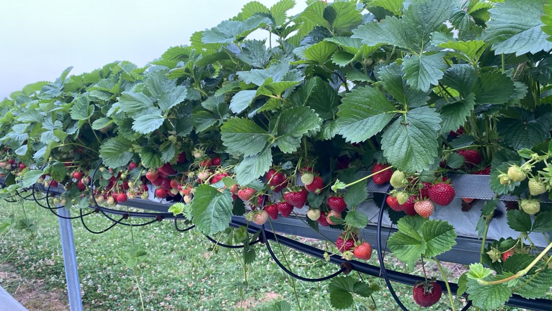 tabletop-strawberry-system